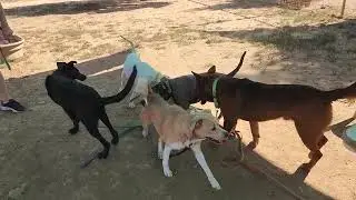 Benji and friends, available to adopt, Bradshaw animal shelter, Sacramento CA