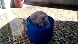 Mi perro jugando