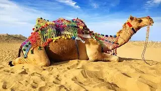THAR the desert of Rajasthan#shortvideo #love #happynewyear #punjabi #travel
