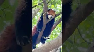 Красная панда #короткоевидео #животные #мило #смешно