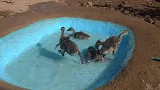 Gansos Africanos