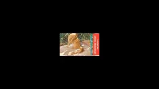 AUTO GROOMING ☆ GHAKHULU CUCCIOLINA TSEBOKOLODI ☆ YELLOW MONGOOSE ☆ MONGOOSE MAGIC MOMENTS