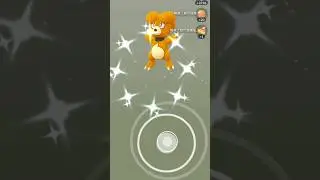 【Pokemon Go】Shiny Magby #pokemongo #pokemon #pok&eacute;mongo #shinypokemo