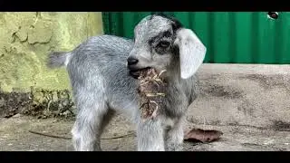 Goat baby video,Animals video viral ,Goat baby CAPCUT editing video,CAPCUT goat edit ,Mini goat vide