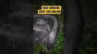 lomba mancing sidat Jogja