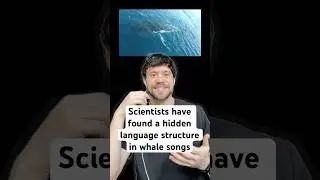 Hidden Language Structure in Whale Songs