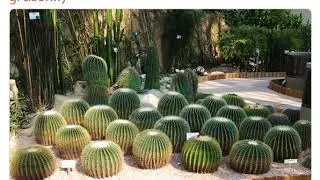 Эхинокактус Грузони (echinocactus grusonii)