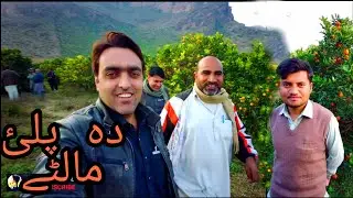 Visit to Palai Orange Farms | Da Palai Maalte with Hayat & Wajid & Zeeshan ft Diljan Entertainment
