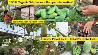100% Organic Sabziyon Harvesting|Best Khaad + Lauki Pollination |Terrace Gardening Tips