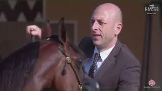 N.34 JAWZAA AL JASRIA - PSAIAHF 2025 - Yearling Fillies Class 1C