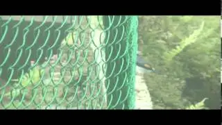 Shrike-Babbler, White-browed Pteruthius flaviscapis
