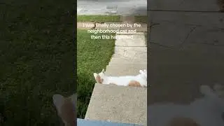 The betrayal on that poor cats face