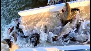 11/17/22 SECOND STOCKING - BIG TROUT & THOUSANDS OF SIERRABOWS AT SANTA ANA RIVER LAKES