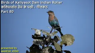 Birds of Kaliyasot Dam Indian Roller कलियासोत डैम के पक्षी - नीलकंठ - Part 80