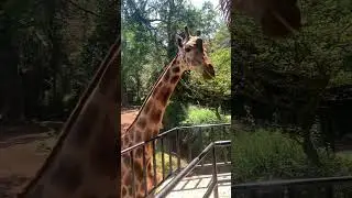 Let’s Explore Bandung Zoo 🐘🐅🦌🦒 #bandung #zoo #wisata #kebunbinatang #liburan 