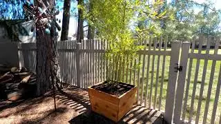How to Plant Running Bamboo in Container Pots