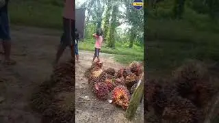 Cara Unik Memuat Sawit Yang Jarang Diketahui Semua Orang #shorts