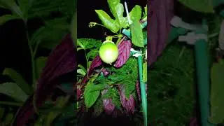 2025-05-20 [Tu] 20-24 Маракуйя (Lilikoi, or Passion Fruit) +