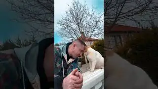 Местный бандит 🐈 #reels #cat #funnyvideo