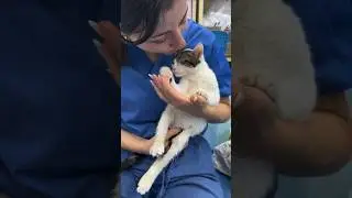 Она помогла этой парализованной кошке снова ходить ❤️