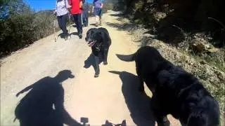 Running the Alpujarra trails with Molly and Maia