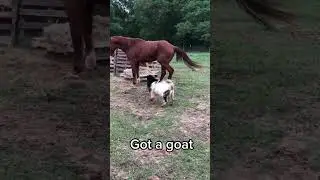 Funny Animal Movement || Knk Advise #shorts #animals
