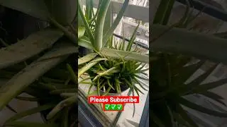 2 Big Aloe Vera Plants With Pups 😄😄😄😄😄