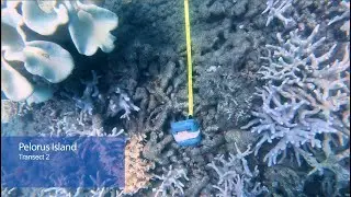 Swimming Transect 2 on the South West of Pelorus Island - JCU Classroom on the Reef