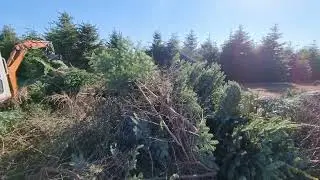 Juletr&aelig;s Plantage oprydning / Grenknusning