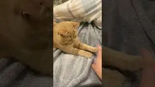Soft hands, soft fur #cat #cute #cutecat #relax