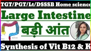 TGT PGT LT DSSSB HOME SCIENCE CLASSES BY DIVYA MISHRA || Large intestine || Synthesis of VitB12 & K