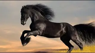 Top 10 Duurste Paarden Ter Wereld   Top 10 lijstjes 😱😱