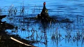 Big Waters - Moorhen Battle