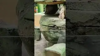 Meerkats#Timon#timonandpumba#sunwaylagoon #ytshorts