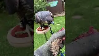 first step of training falcon || falconry art of kings