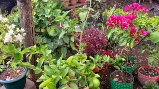 SUSTRATO ORGÁNICO, fácil y económico para un JARDÍN saludable #jardin #gardening #plantas 