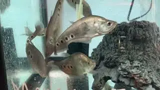 Рыба-монстр: рыба-клоун-нож (Chitala ornata)