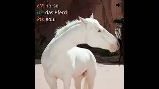 3 L-Vocabulary: Horse Pferd Лошадь
