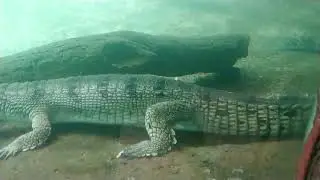Indian Crocodiles