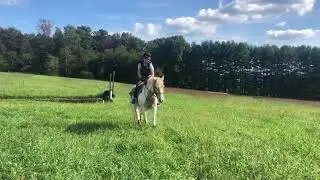 SOLD: &ldquo;Chesapeake Gold&rdquo; AKA &ldquo;Nimbus&rdquo; XC (2006 13.3hh Haflinger/Pony X Gelding)