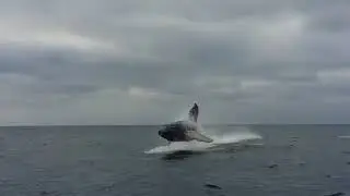 Humpback Baby Whale Watching, Puerto Lopez, Ecuador Nativa Whale Camping Domes