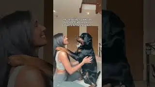 большой ребенок 🤣 @nalatheneedyrottie #ротвейлер