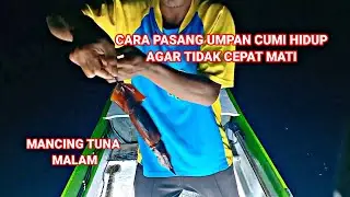 CARA MEMASANG UMPAN CUMI HIDUP UNTUK MANCING TUNA MALAM