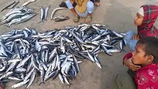 About flying fish of Sentmartin.