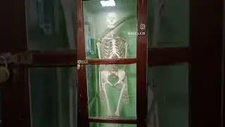 Museum trivandrum #kerala #museum #bones #animal #life #travel #blogger #bird #nature #shots ##short