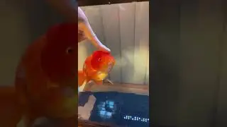 Jumbo Ranchu Goldfish