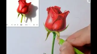 【又画教育】彩铅玫瑰花详细教程，喜欢画画的朋友可以看下面