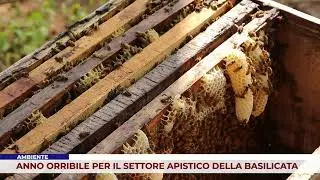 AMBIENTE. ANNO ORRIBILE PER IL SETTORE APISTICO DELLA BASILICATA