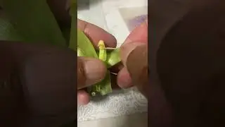 Vanilla flower pollination