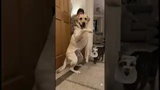 funny dance #funny #funky #animals